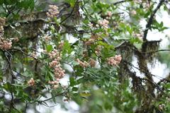 Glycosmis pentaphylla